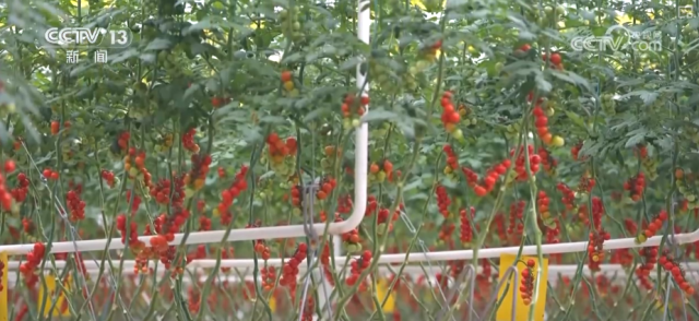 “红色底蕴+振兴新颜”“非遗+潮玩”……假日文旅亮点多_解锁游客度假热门“新宠” 图12