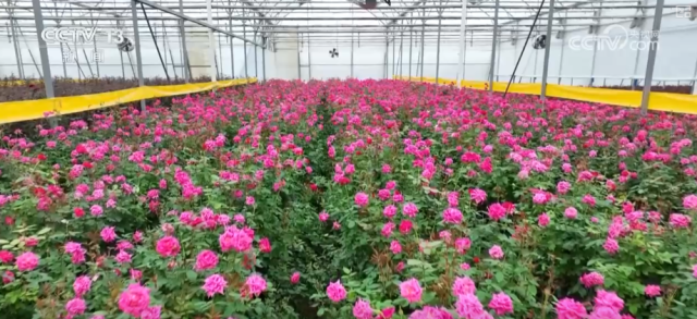 “红色底蕴+振兴新颜”“非遗+潮玩”……假日文旅亮点多_解锁游客度假热门“新宠” 图14