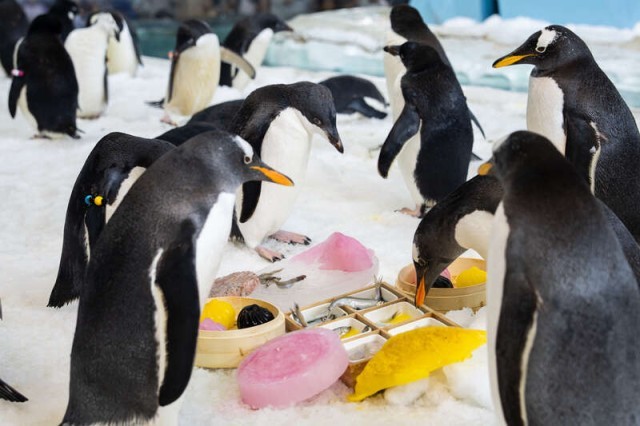 动物们花式过中秋，非洲野趣之旅在广东清远开启 图1