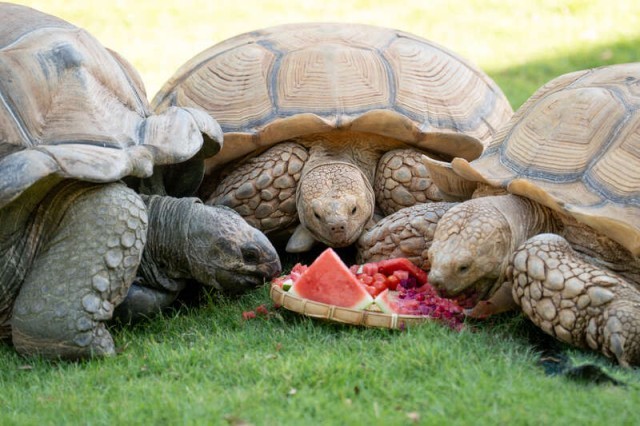 动物们花式过中秋，非洲野趣之旅在广东清远开启 图3
