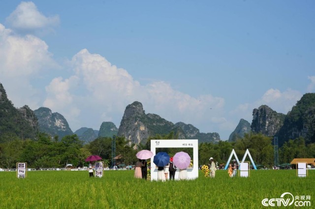 广西崇左：2025年第七届大新明仕田园丰收节 图2