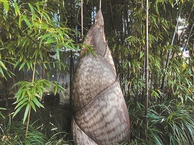 竹与园反复显影_如何更可亲更耐看 图4