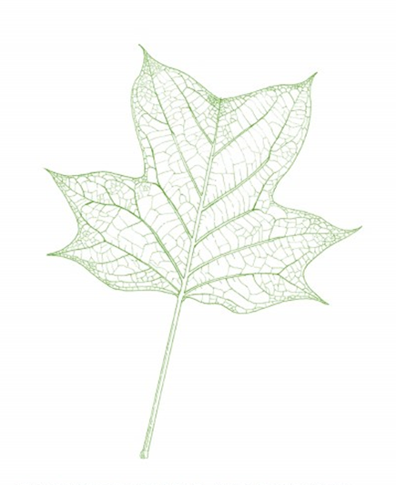 浮生常博物_记得去看花——从《舍象与秋水变焦》谈哲学求索中的博物学定位 图1