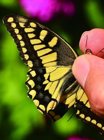 浮生常博物_记得去看花——从《舍象与秋水变焦》谈哲学求索中的博物学定位 图2