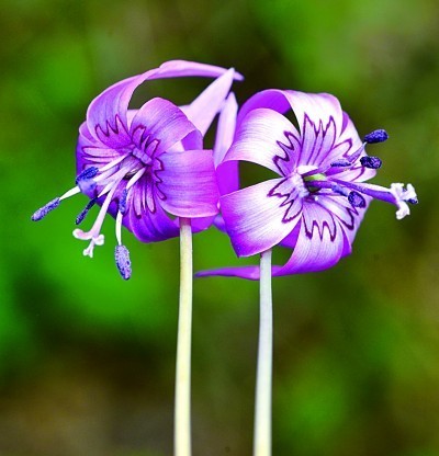 浮生常博物_记得去看花——从《舍象与秋水变焦》谈哲学求索中的博物学定位 图3