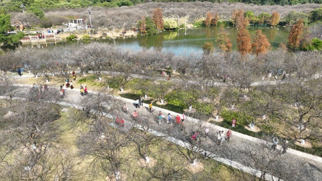 2026萝岗香雪文化季在穗启幕 图1