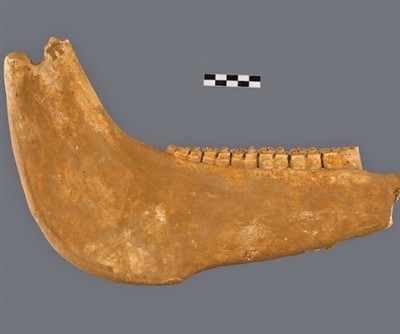 动物资源标本库中的文明史 图1