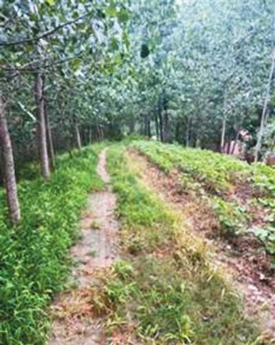 寻迹归仁堤（遗产小道·运河上的中国）——辨识洪泽湖北岸的水利遗迹和景观 图3