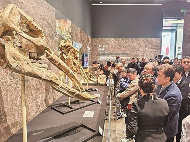 一场跨越千万年的生命对话——54件珍贵和政古动物化石在深圳亮相 图1