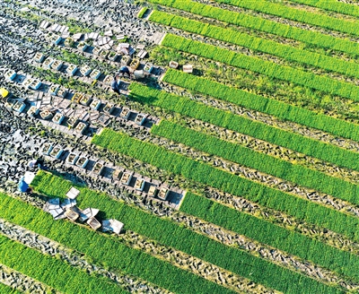 芒种至_三夏忙 图3