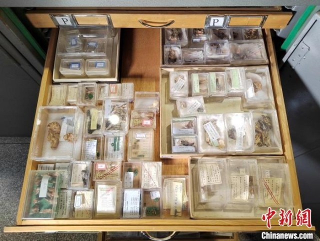 中科院古脊椎所标本馆的小哺乳动物化石收藏柜。 中科院古脊椎所 供图