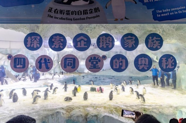白眉企鹅“四代同堂”正在大湾区一企鹅保育基地完成