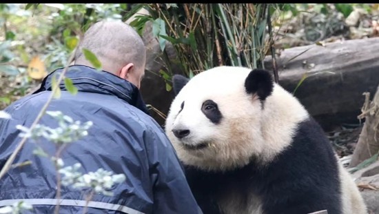 那群垂暮酬报甚么热衷于看小大熊猫